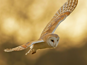Barn owl in flight in golden light, blurred background 