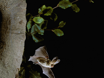 Image of brown long-eared bat flying at night 