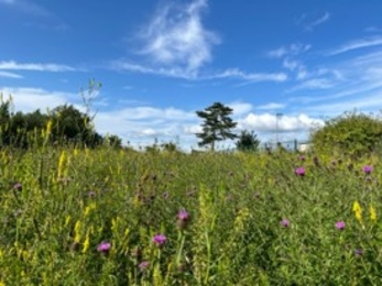 Wildflower meadow in summer with blue sky 