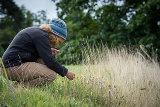 Woman surveying grassland