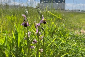 Close up of orchids in grassland, with industrial building in backgroud. Low angle, sunny day, blue sky, white fluffy clouds. 