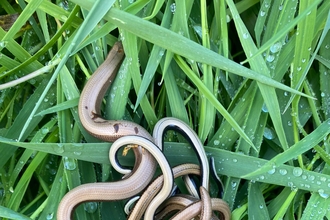 Slow worms in wet grass 