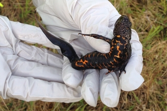 Close up of great crested newt being held by ecologist wearing white protective gloves