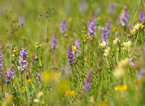 Orchids in meadow 