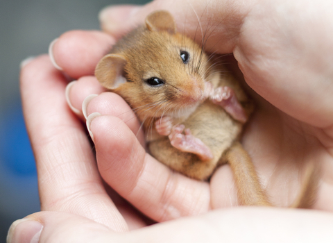 Image of dormouse cradled in hands 