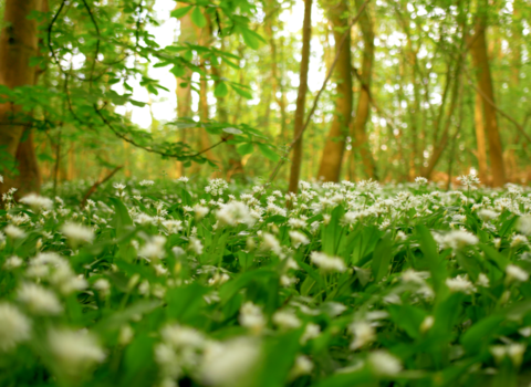Image of wood anemone on forest floor 