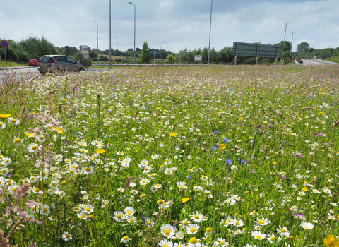 Roundabout near Wrexham in summer, covered in wildflowers, traffic in background