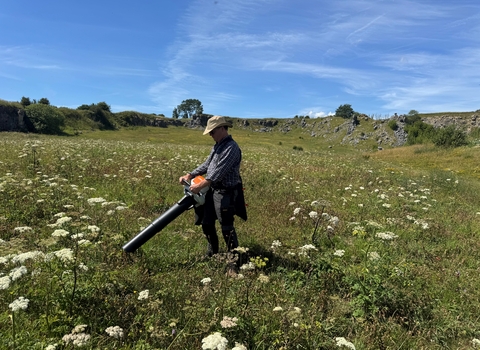 Person working in meadow, gathering yellow rattle seed