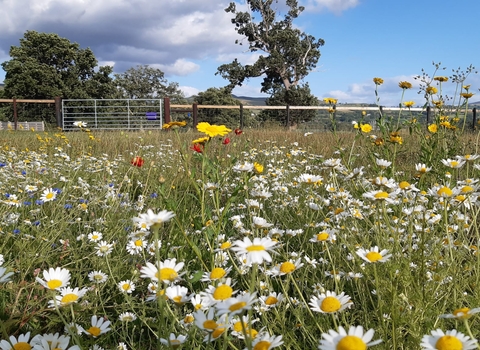 Wildflower meadow with ox-eye daisies in the foreground, fence, trees and blue sky in the background. Sunny day. 