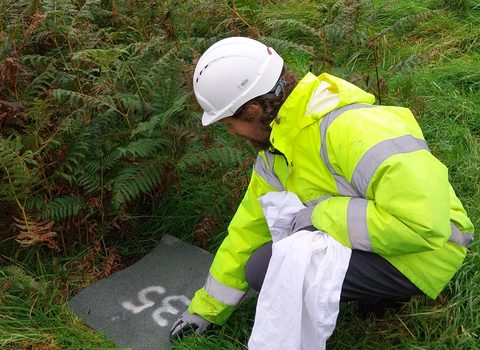 Enfys team member, wearing hi-vis jacket and safety helmet, about to life a numbered refugia cover